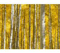 Tapeta do voliéry 06