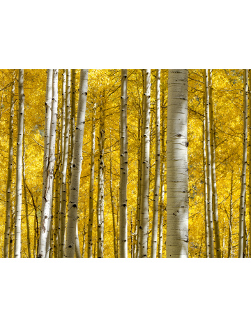 Tapeta do woliery 06