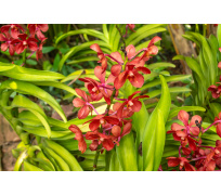 Tapeta do voliéry 07